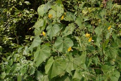 Abutilon persicum